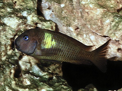 Tropheus sp. 'crescentic' Malagarasi